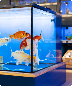 ACQUARIOLOGIA