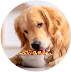 Cibo secco per cani 
