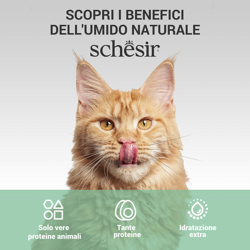 Schesir Cat Pollo in Brodo 70 g