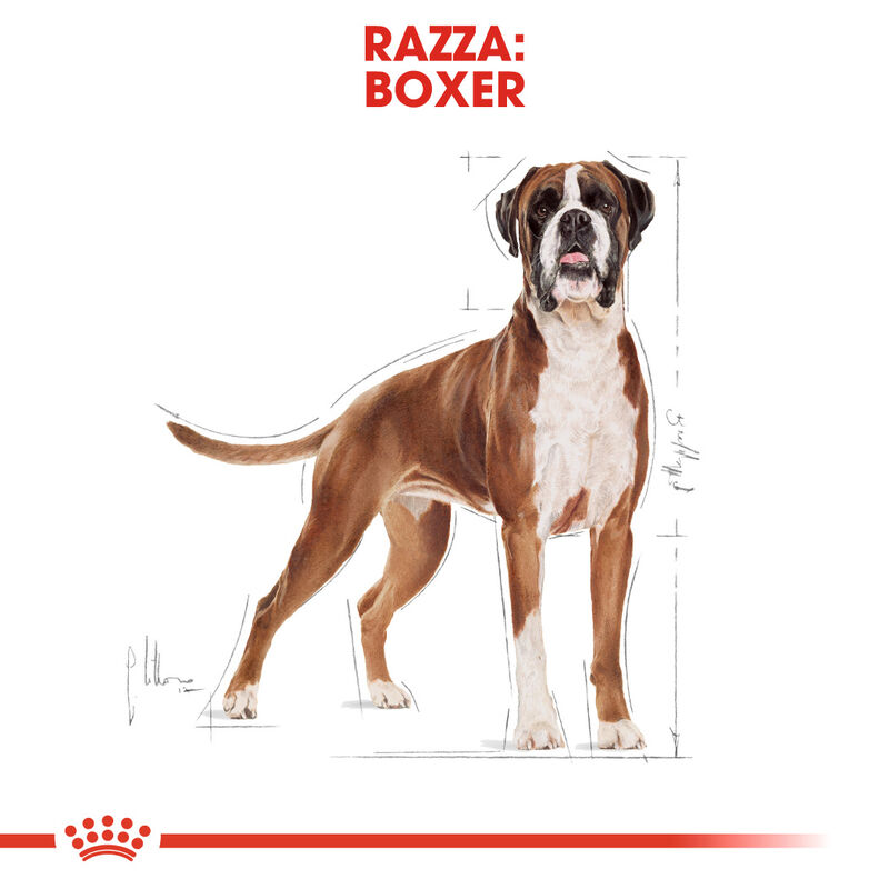 Royal Canin Dog Adult e Senior Boxer 3 kg