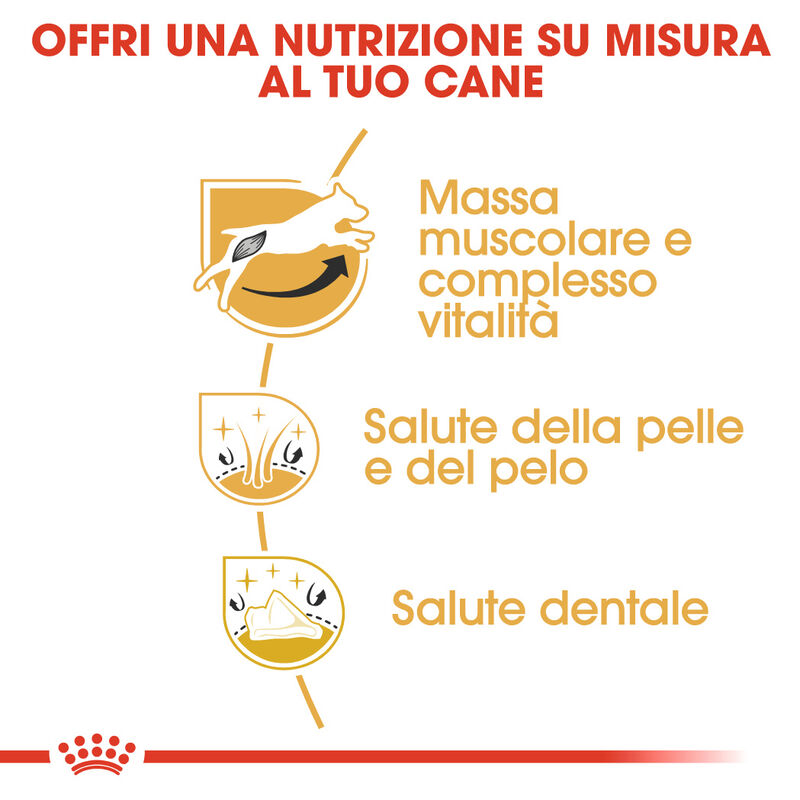 Royal Canin Dog Adult e Senior Jack Russell 1,5 kg - Scad 16 ottobre 2026