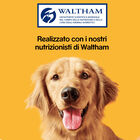 Pedigree Dog Adult Bisckrock Biscotti 500 gr