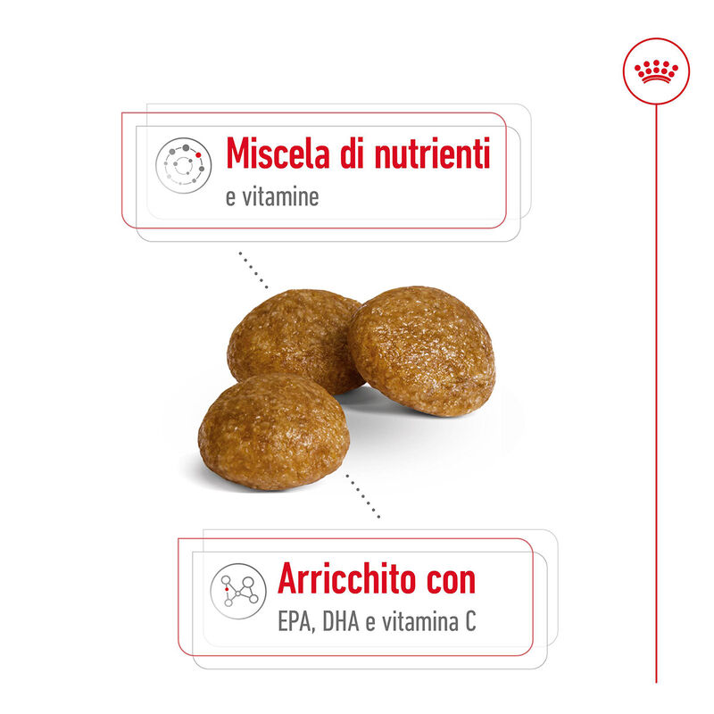 Royal Canin Dog Adult +8 anni X-Small 500 gr