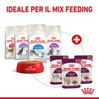 Royal Canin Cat Adult Sensory Smell Salsa 85 gr