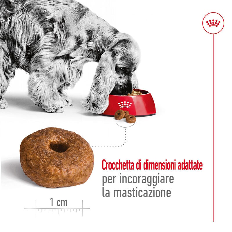 Royal Canin Dog Medium Senior +10 anni 15 kg