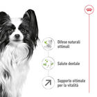 Royal Canin Dog Adult +8 anni X-Small 500 gr