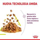 Royal Canin Cat Adult Sensory Smell Jelly 85 gr