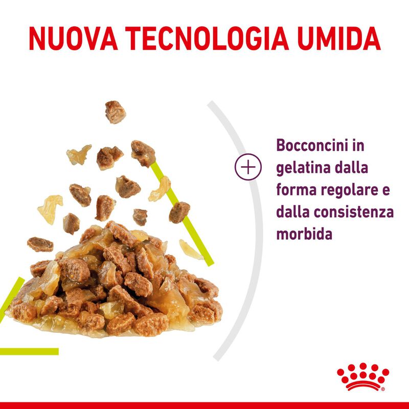 Royal Canin Cat Adult Sensory Smell Jelly 85 gr