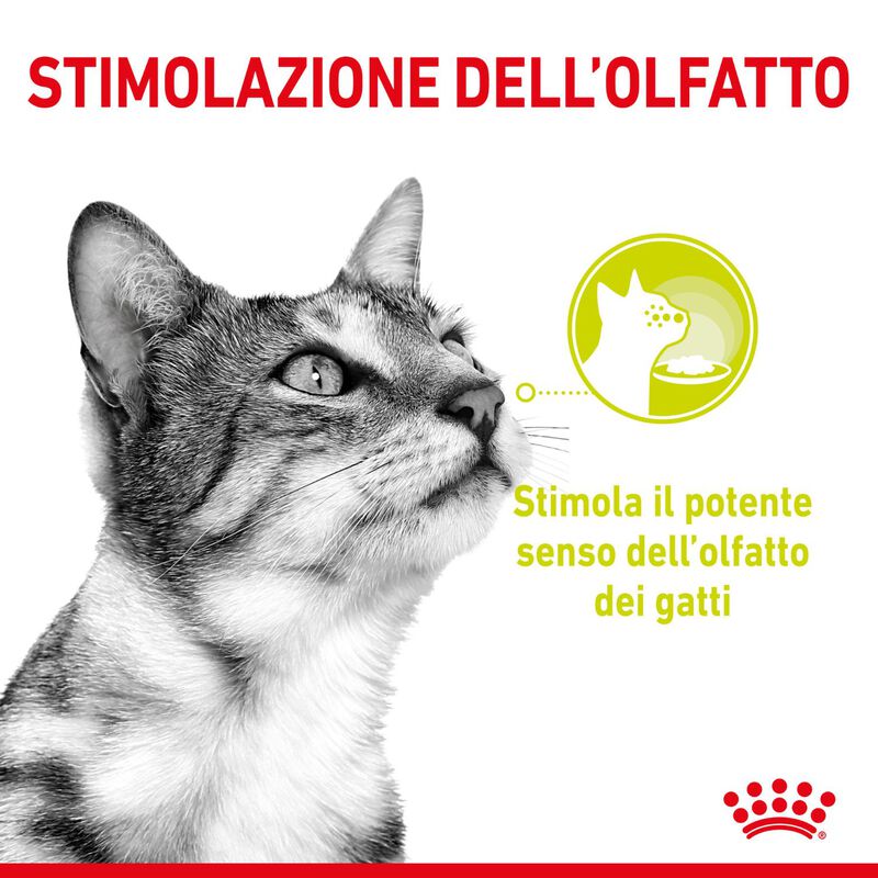 Royal Canin Cat Adult Sensory Smell Jelly 85 gr