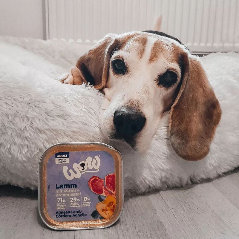 Wow Dog Adult Agnello con Zucca e Ortica 150 gr