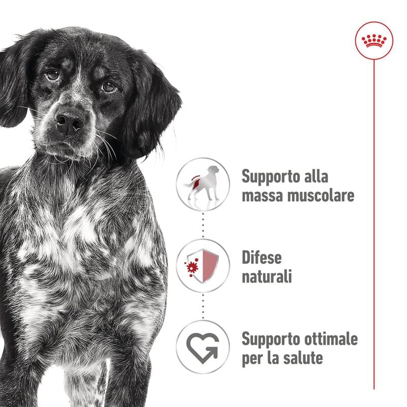 Royal Canin Dog Medium Adult 140 gr