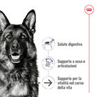 Royal Canin Dog Maxi Health Nutrition +8 anni Ageing 15kg