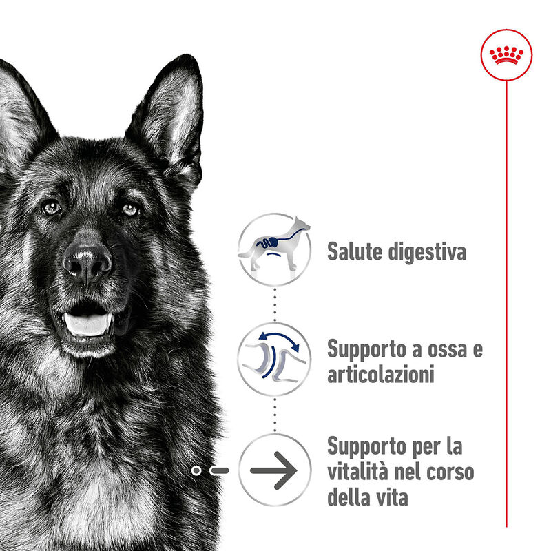 Royal Canin Dog Maxi Health Nutrition +8 anni Ageing 15kg