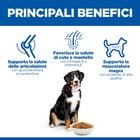 Hill's Science Plan Dog Large Breed Adult al Pollo 14 kg