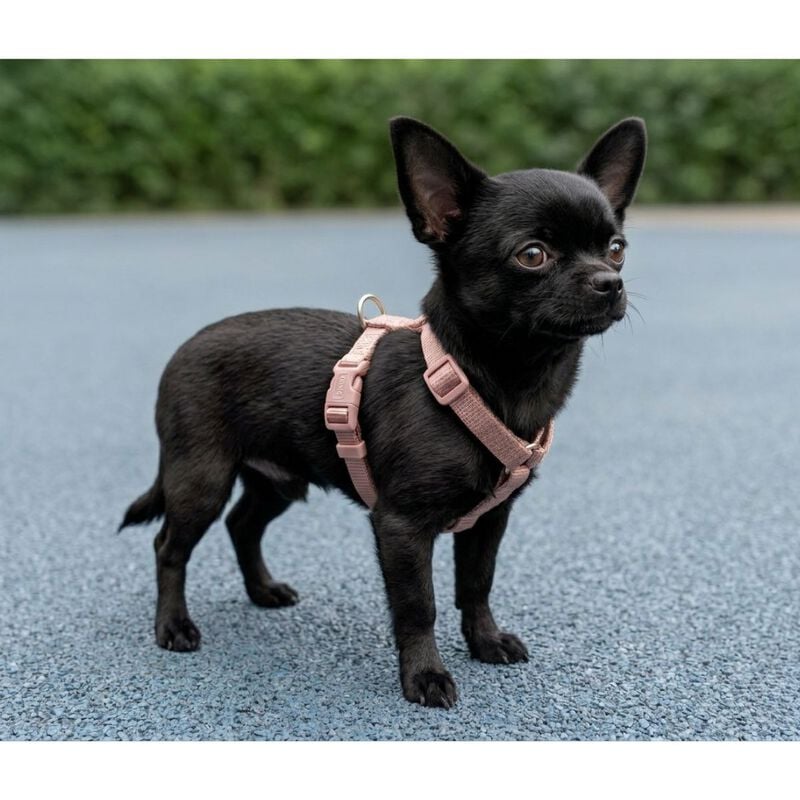 Trixie Premium Pettorina ad H color Blush mis. XS-S