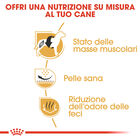 Royal Canin Dog Adult e Senior Bulldog  Francese 1,5 kg