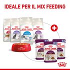 Royal Canin Cat Adult Sensory Smell Jelly 85 gr