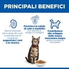 Hill's Science Plan Cat Adult al Pollo 3kg