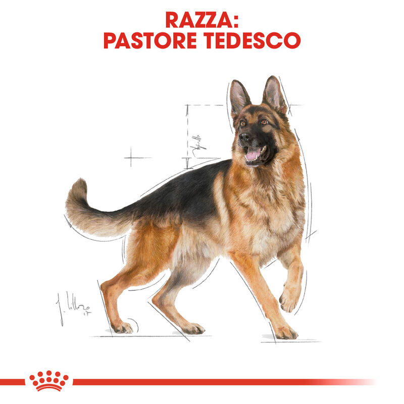 Royal Canin Dog Adult e Senior German Shepherd 3 kg