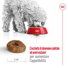 Royal Canin Dog Mini Senior +12 anni 1,5 kg