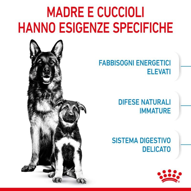 Royal Canin&nbsp;Maxi Starter Mother&Babydog 4 Kg
