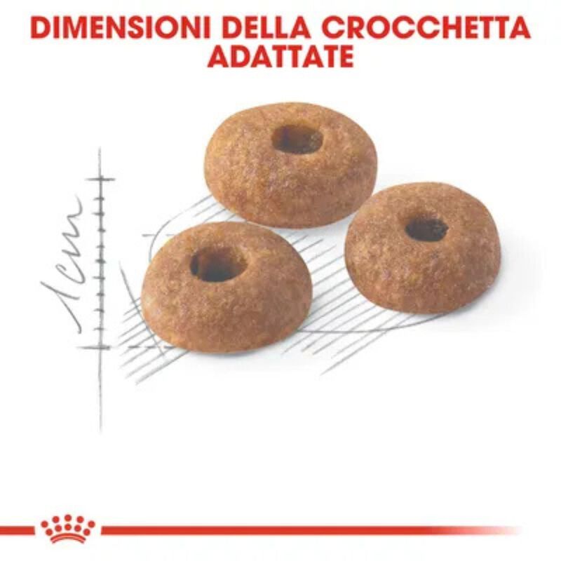 Royal Canin Cat Adult Sterilised Fit 32 10 + 2kg omaggio