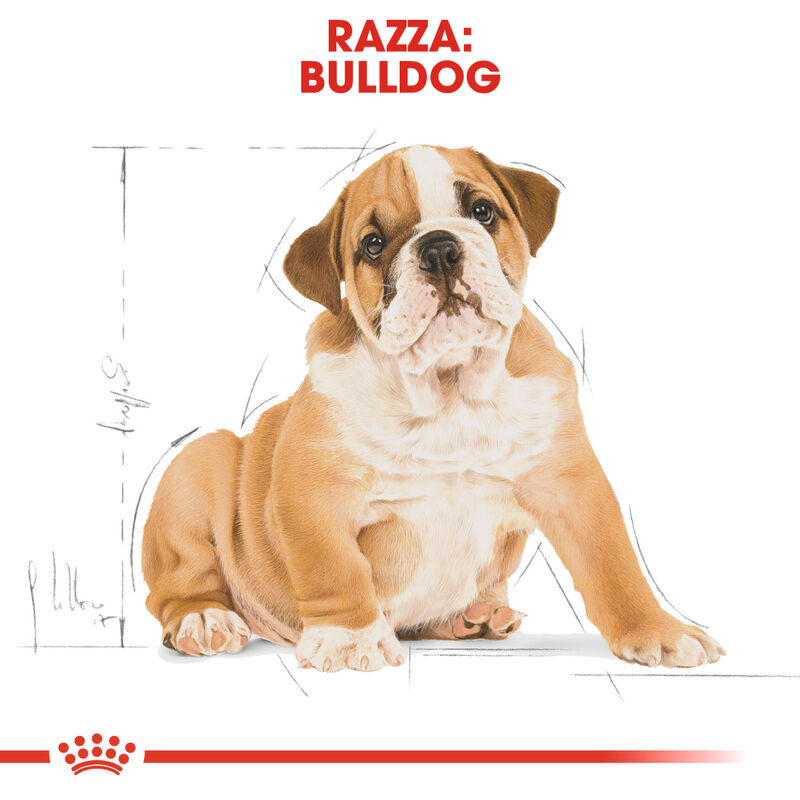 Royal Canin Dog Puppy Bulldog 12 kg