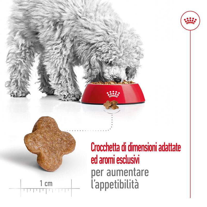 Royal Canin Dog Mini Adult e Senior +8 anni 800 gr