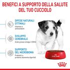Royal Canin Dog Mini Puppy 800 gr