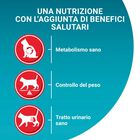 Purina One Bifensis Cat Sterilised Salmone e Frumento 800 gr