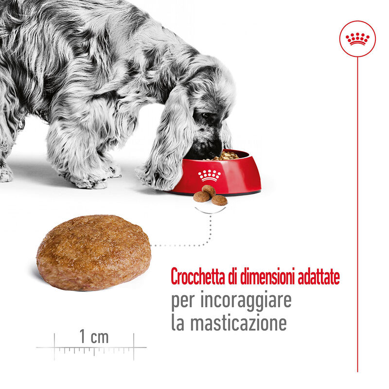 Royal Canin Dog Adult +7 anni Medium 15 kg