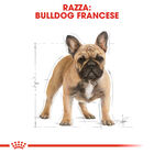 Royal Canin Dog Adult Bulldog francese 3 kg