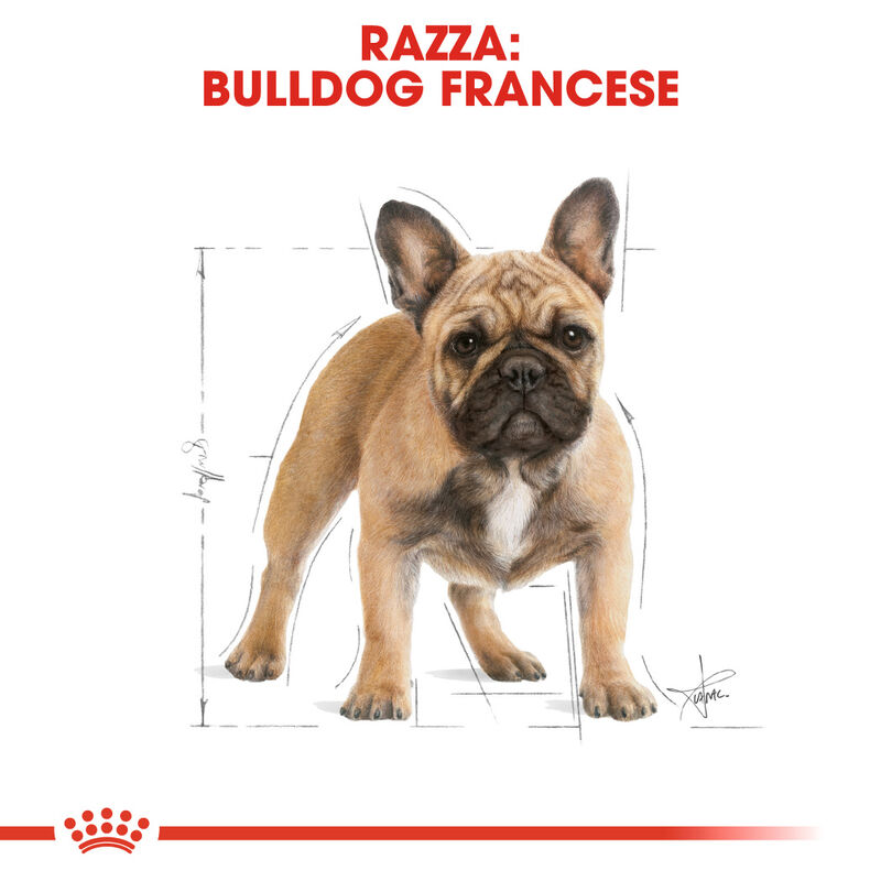Royal Canin Dog Adult Bulldog francese 3 kg