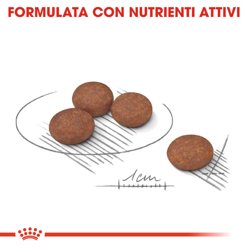Royal Canin Dog Mini Adult e Senior Digestive Care 1 kg 
