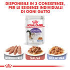 Royal Canin Cat Adult Sterilised in Gelly 85gr