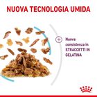 Royal Canin Cat Adult Sensory Feel Jelly 85 gr