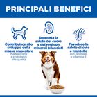 Hill's Science Plan Dog Medium Mature Adult 7+ al Pollo 14 kg