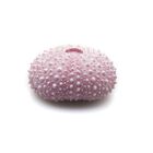 Askoll Decorazione per acquario Riccio rosa 4x3,5x2cm