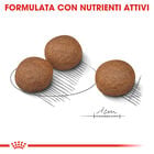 Royal Canin Dog Adult e Senior Medium Digestive Care 3 kg