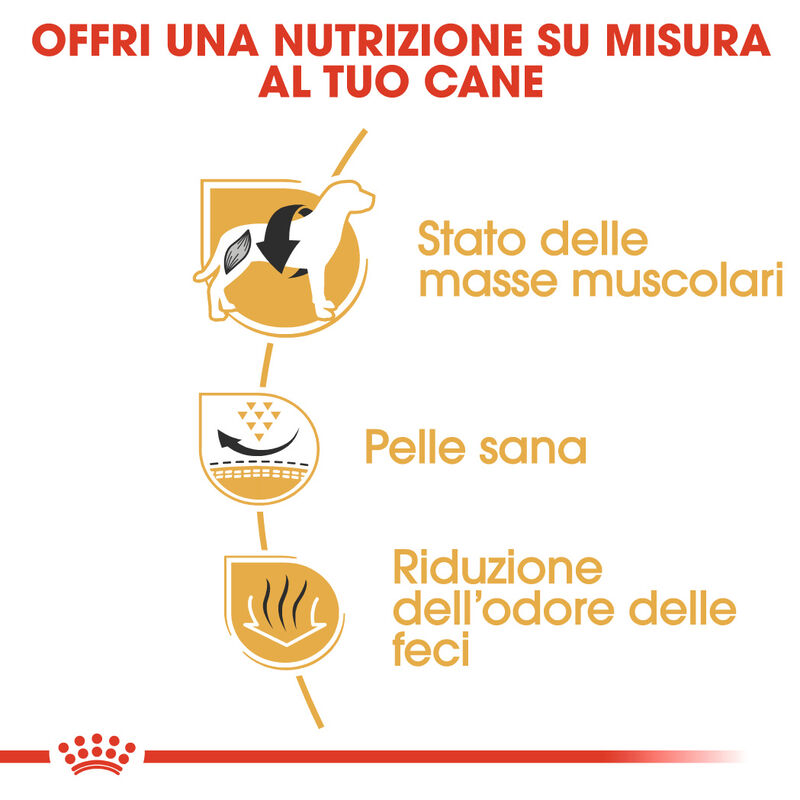 Royal Canin Dog Adult Bulldog francese 3 kg