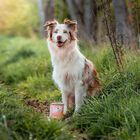 Wow Dog Adult Salmone con Dente di Leone e Ortica 400 gr