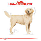 Royal Canin Dog Adult e Senior Labrador Retriver 12 kg