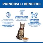 Hill's Science Plan Cat Adult al Pollo 10 kg
