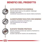 Royal Canin Veterinary Diet Dog e Cat Recovery 195 gr