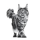 Royal Canin Veterinary Diet Cat Renal Special 2 kg