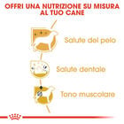 Royal Canin Dog Adult e Senior Barboncino 1,5 kg