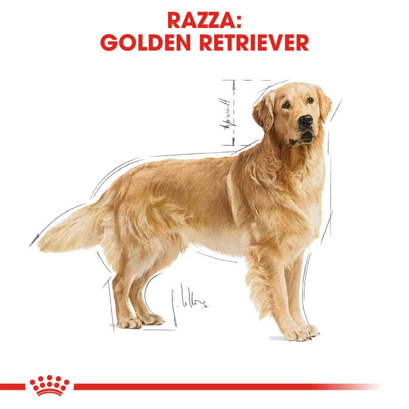 Royal Canin Dog Adult e Senior Golden Retriver 12 kg