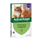 Advantage Spot-On Gatti e Conigli grandi oltre 4 kg 4 pipette