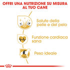 Royal Canin Dog Adult e Senior Golden Retriver 12 kg