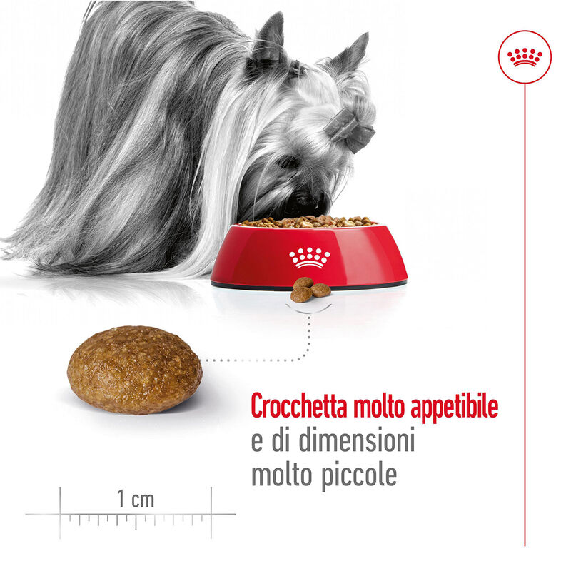 Royal Canin Dog Adult +8 anni X-Small 500 gr